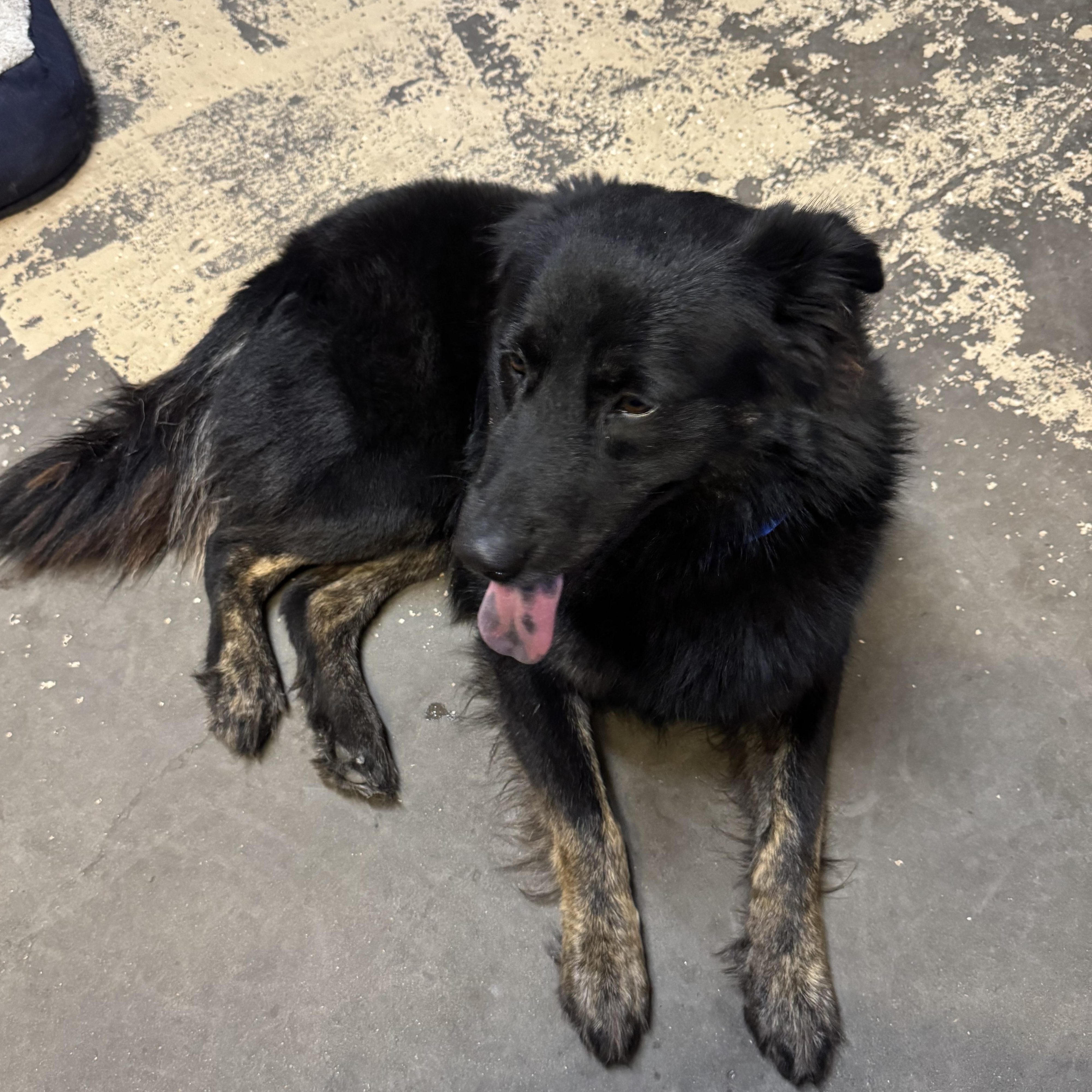 Enlarge Stormy, an adopted mixed breed in The Dalles, OR image 4/4