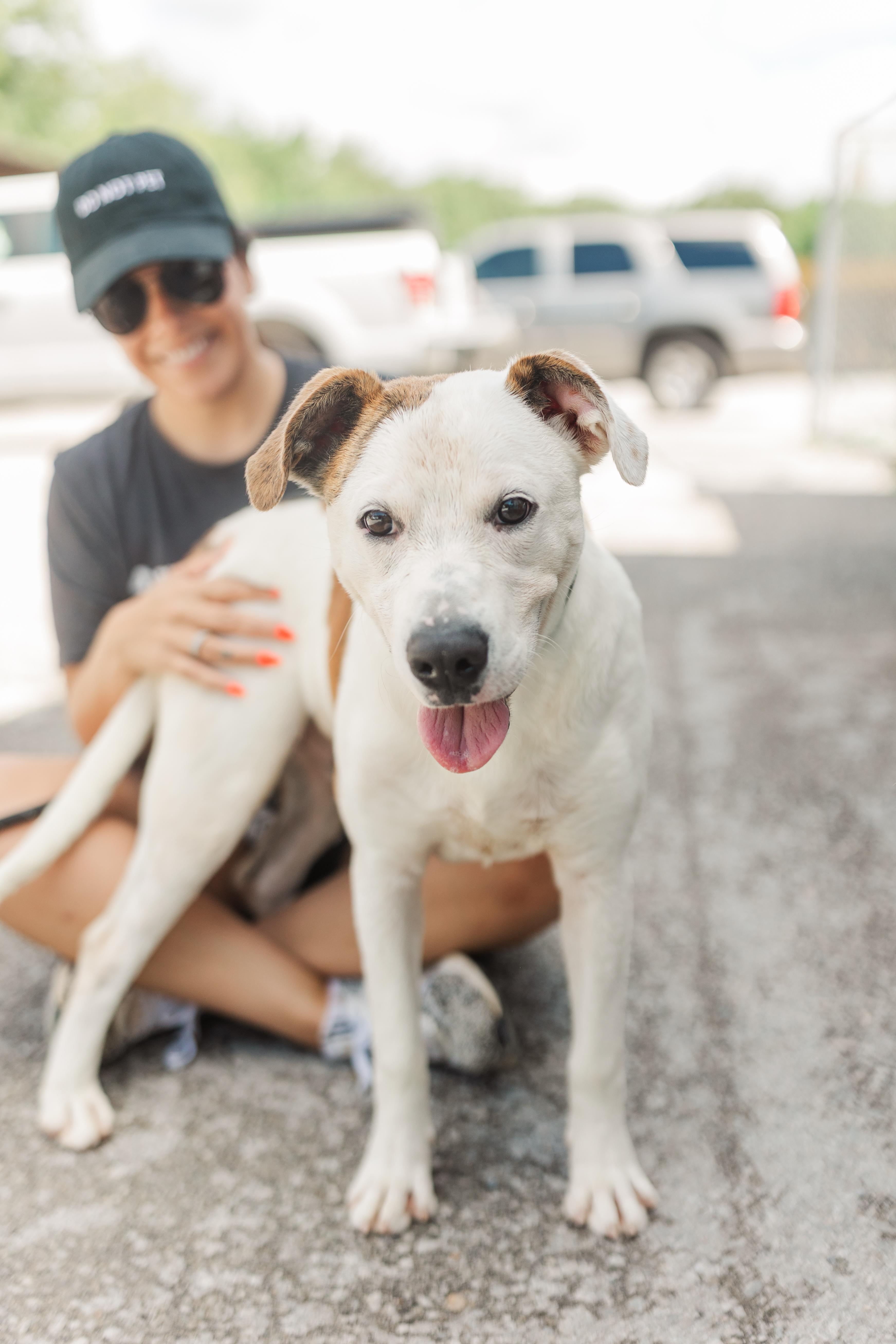 Max, Young Male Mixed Breed
