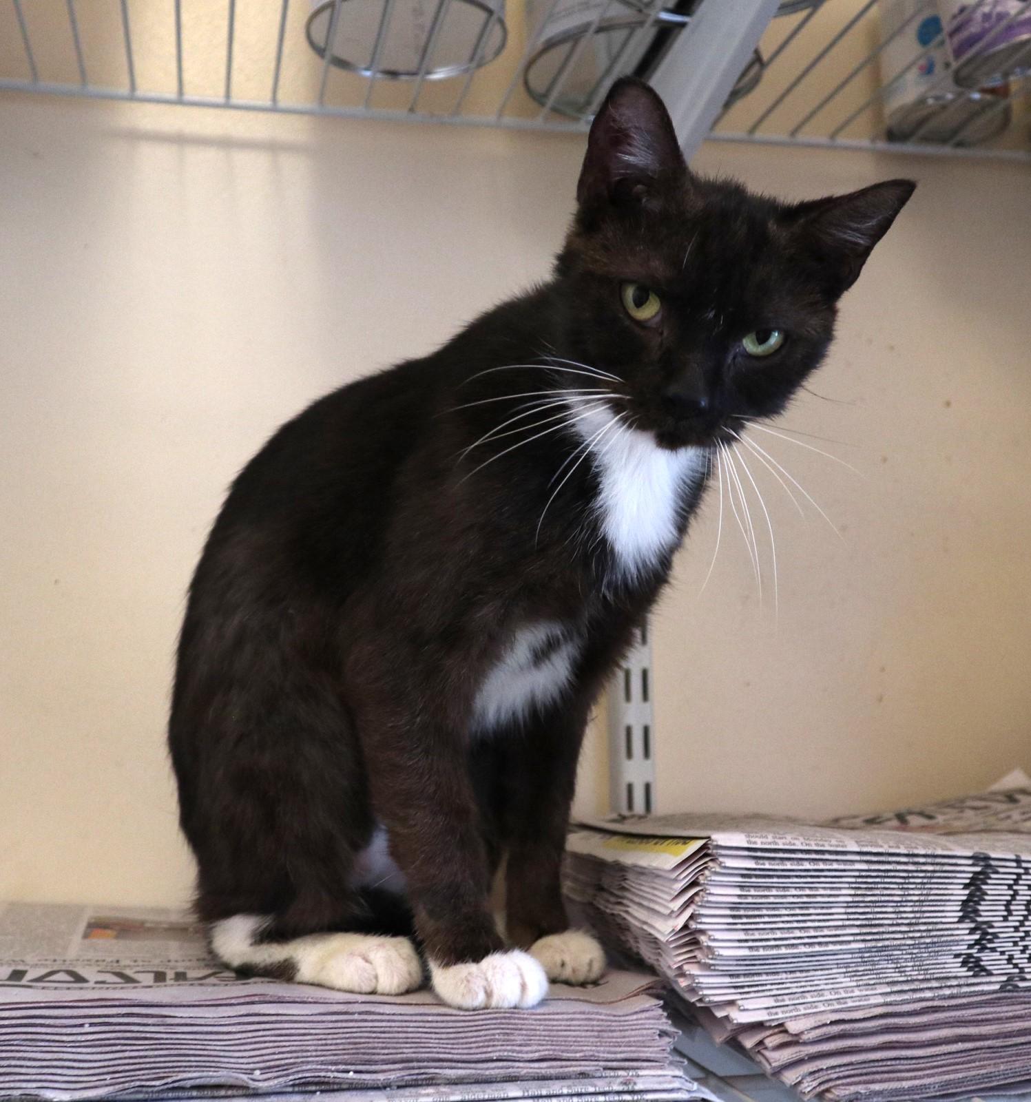 Pesto, a Adoptable Domestic Short Hair in Rossville, TN image 2/6