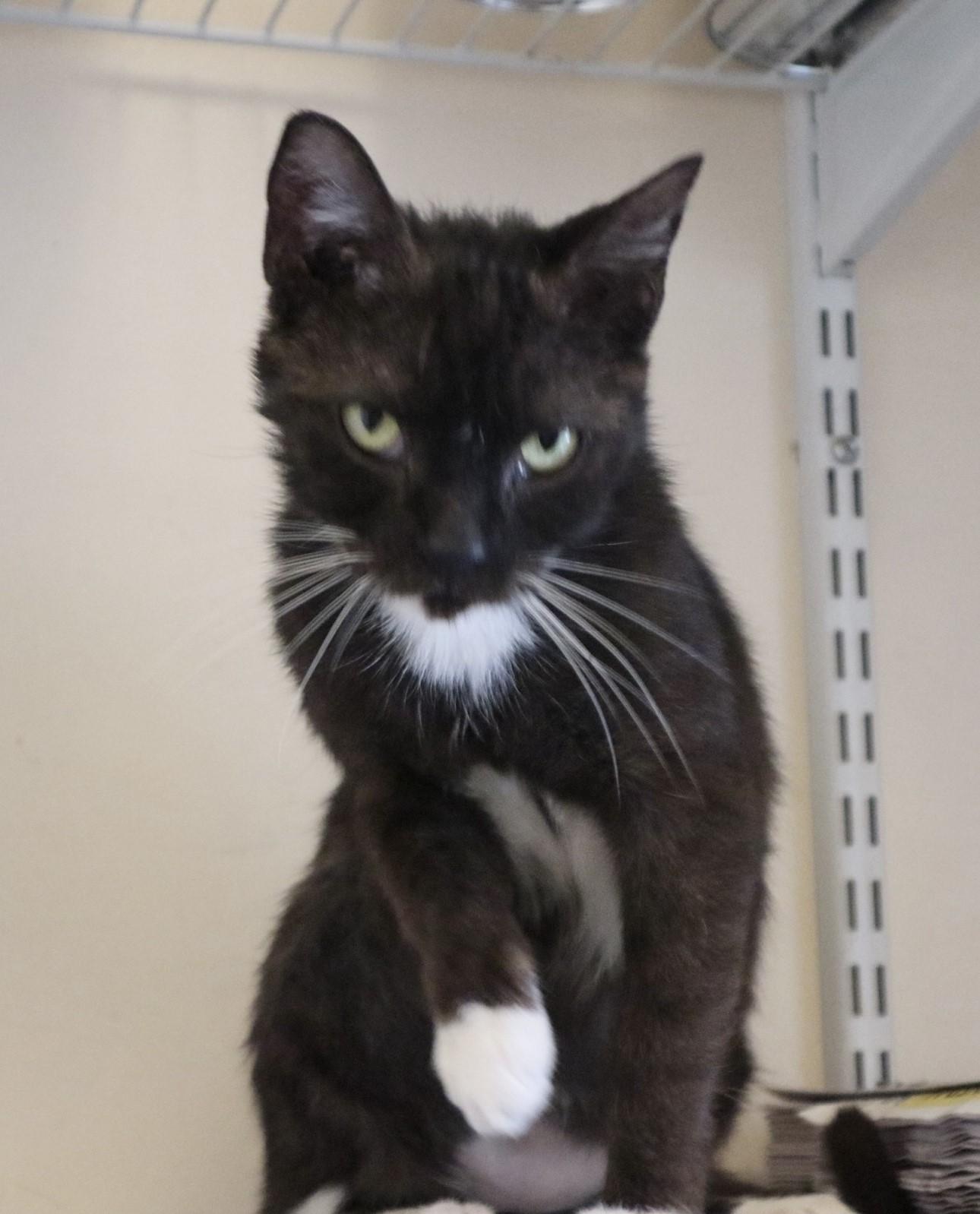 Pesto, a Adoptable Domestic Short Hair in Rossville, TN image 3/6