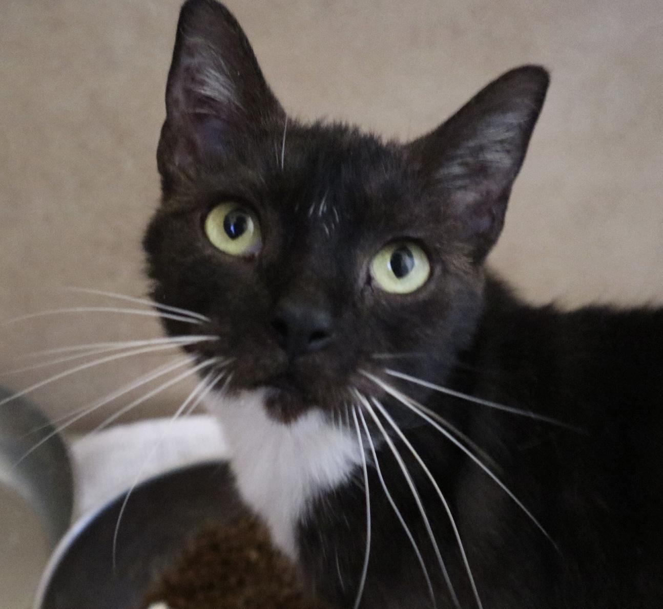 Pesto, a Adoptable Domestic Short Hair in Rossville, TN image 1/6