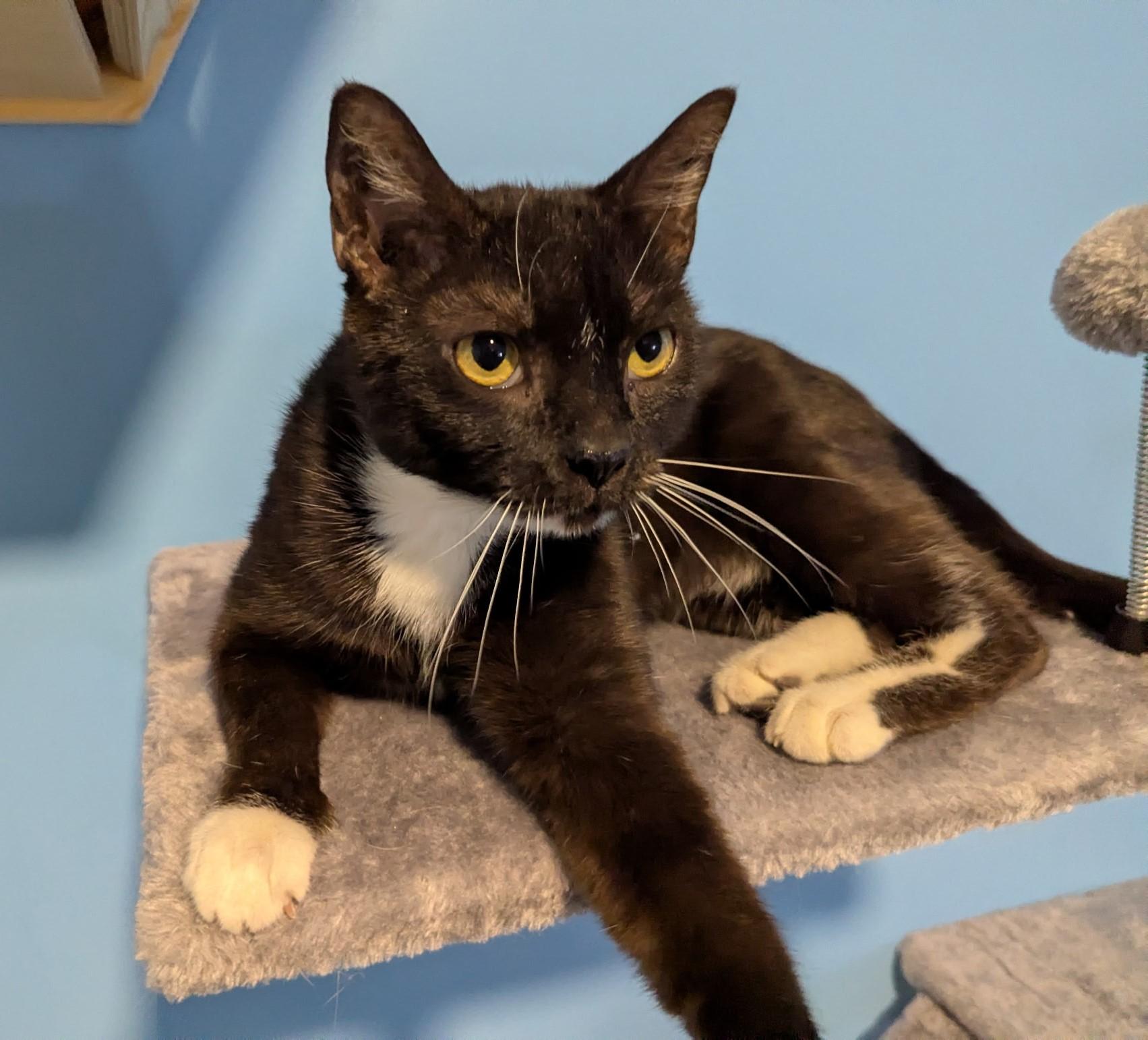 Pesto, a Adoptable Domestic Short Hair in Rossville, TN image 4/6