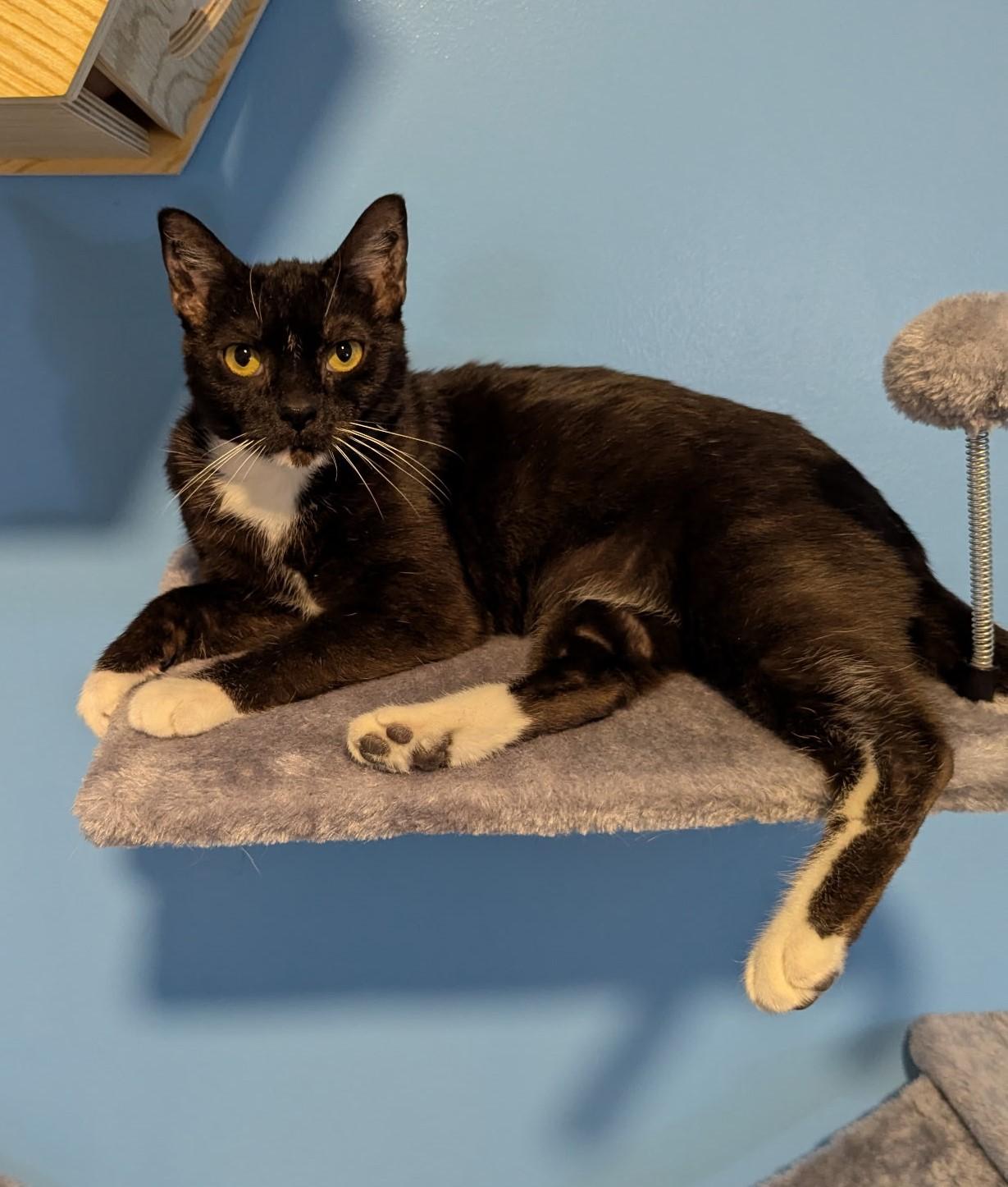 Pesto — thumbnail 5