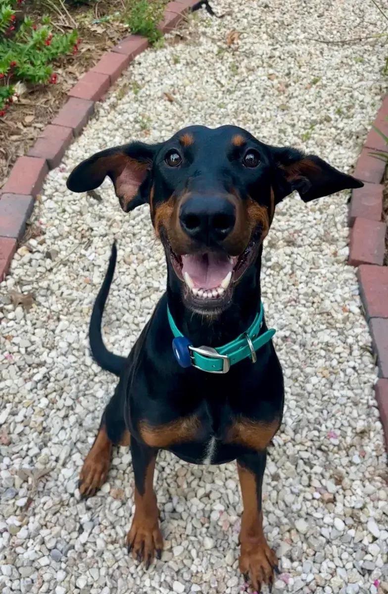 Enlarge Violet, a ADOPTABLE Doberman Pinscher in Polk, OH image 4/4