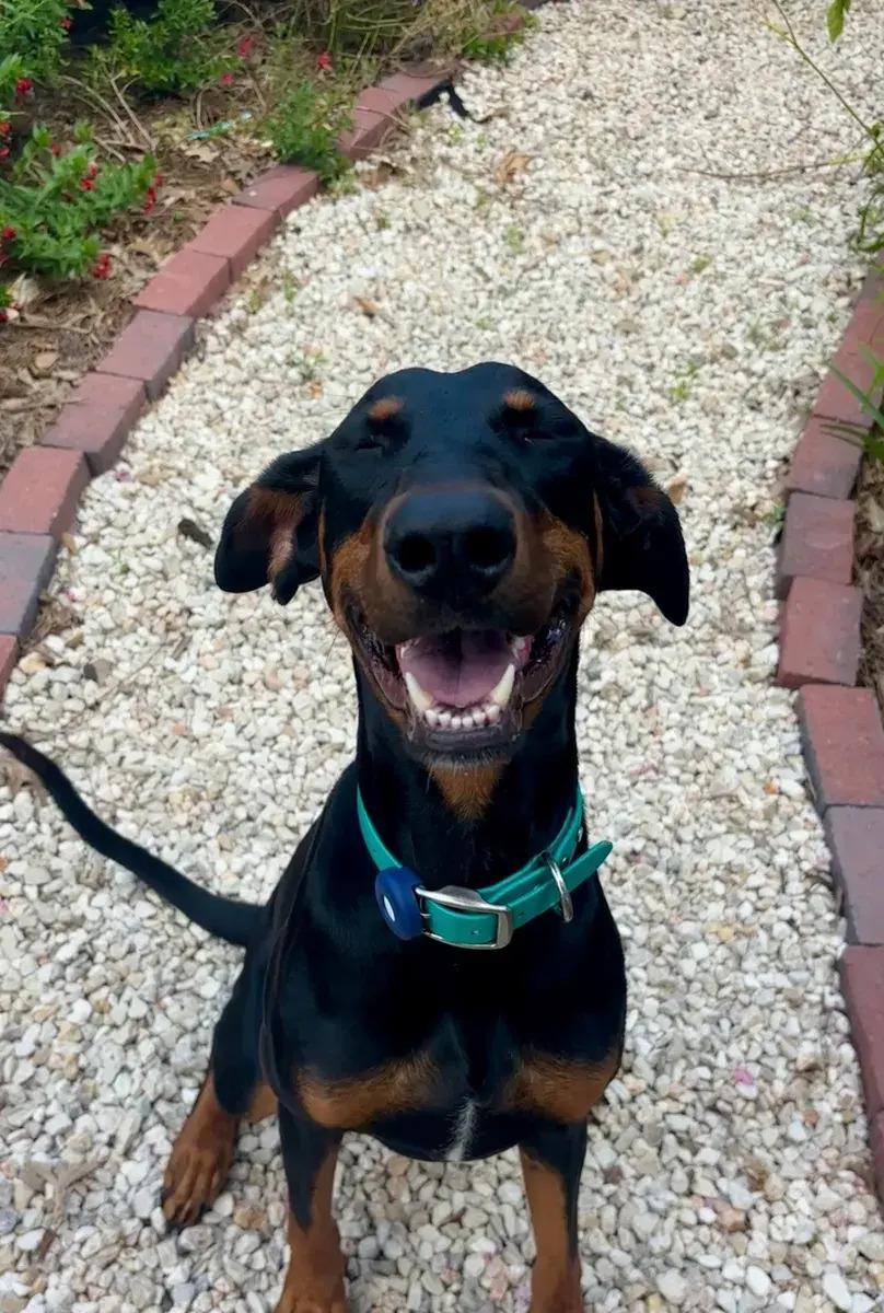 Enlarge Violet, a ADOPTABLE Doberman Pinscher in Polk, OH image 3/4