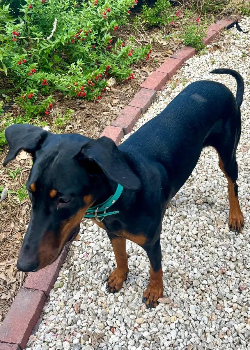 Enlarge Violet, a ADOPTABLE Doberman Pinscher in Polk, OH image 1/4