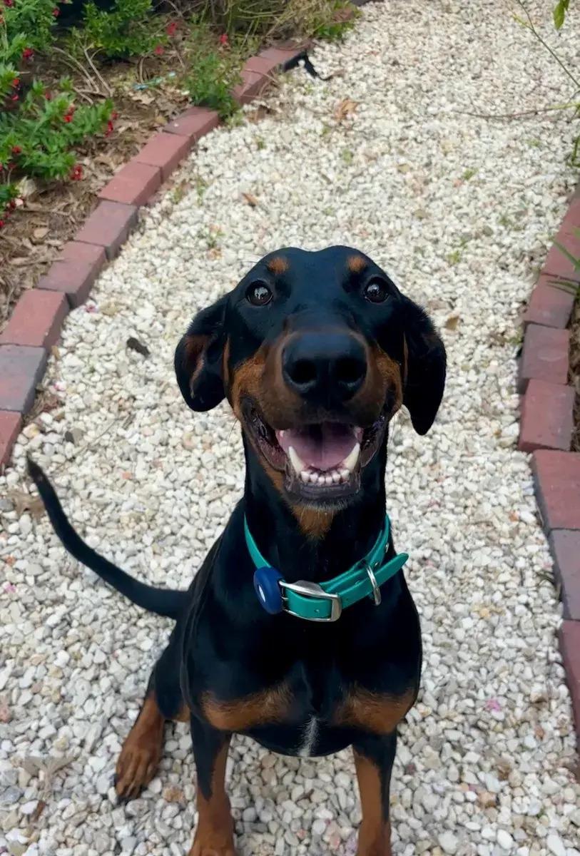 Enlarge Violet, a ADOPTABLE Doberman Pinscher in Polk, OH image 2/4