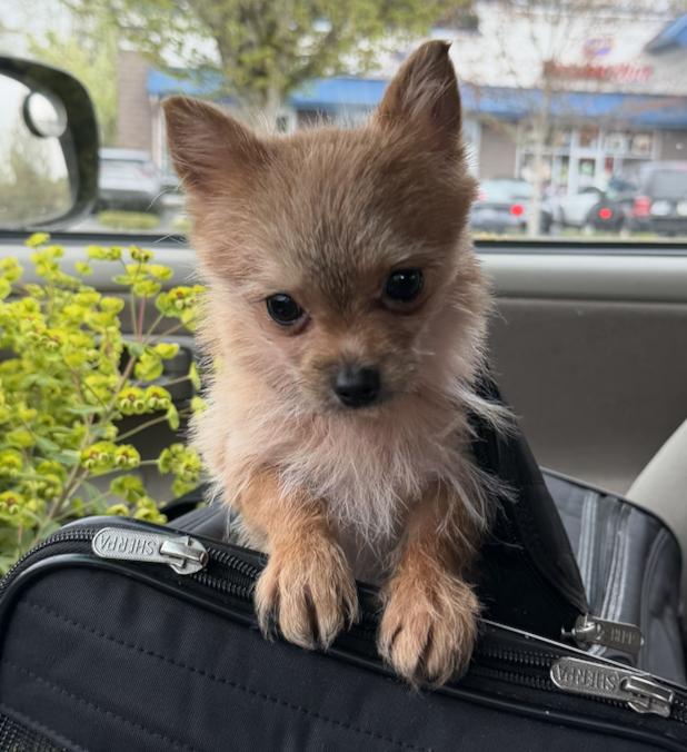 Pippa, adopted, Young Female Pomeranian & Yorkshire Terrier.