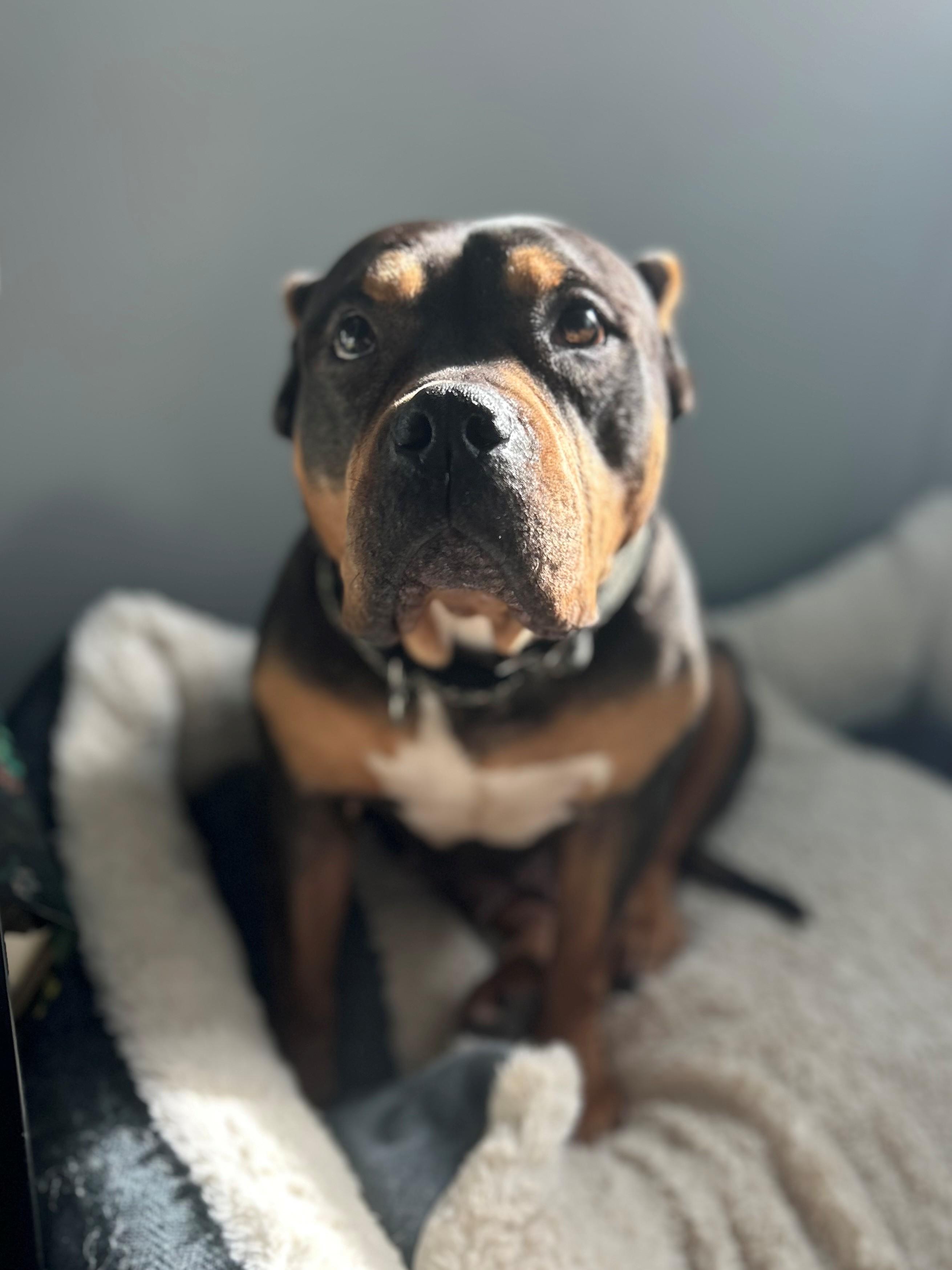 Enlarge Cozi, an adopted American Bully in Des Peres, MO image 4/6