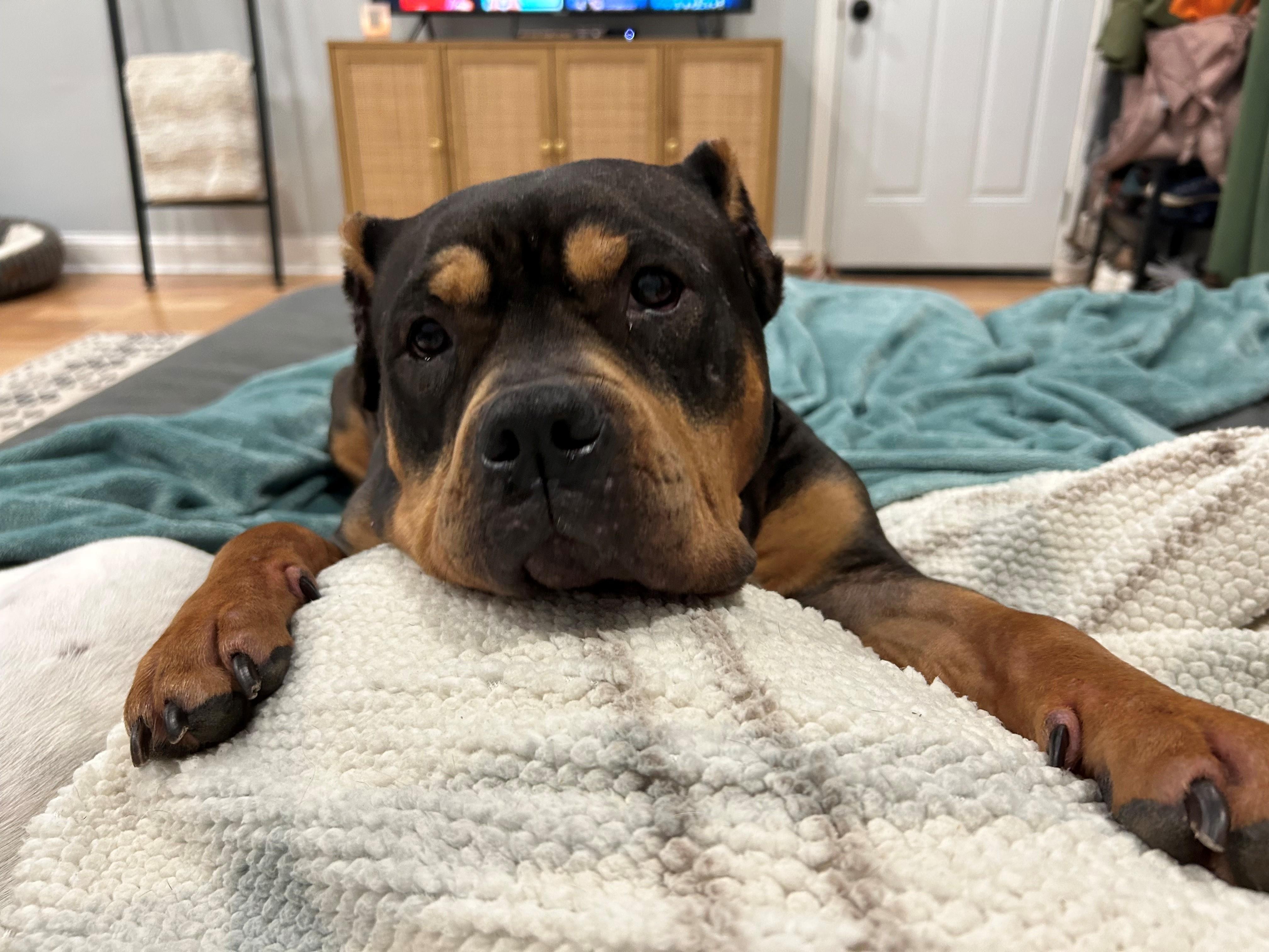 Enlarge Cozi, an adopted American Bully in Des Peres, MO image 6/6