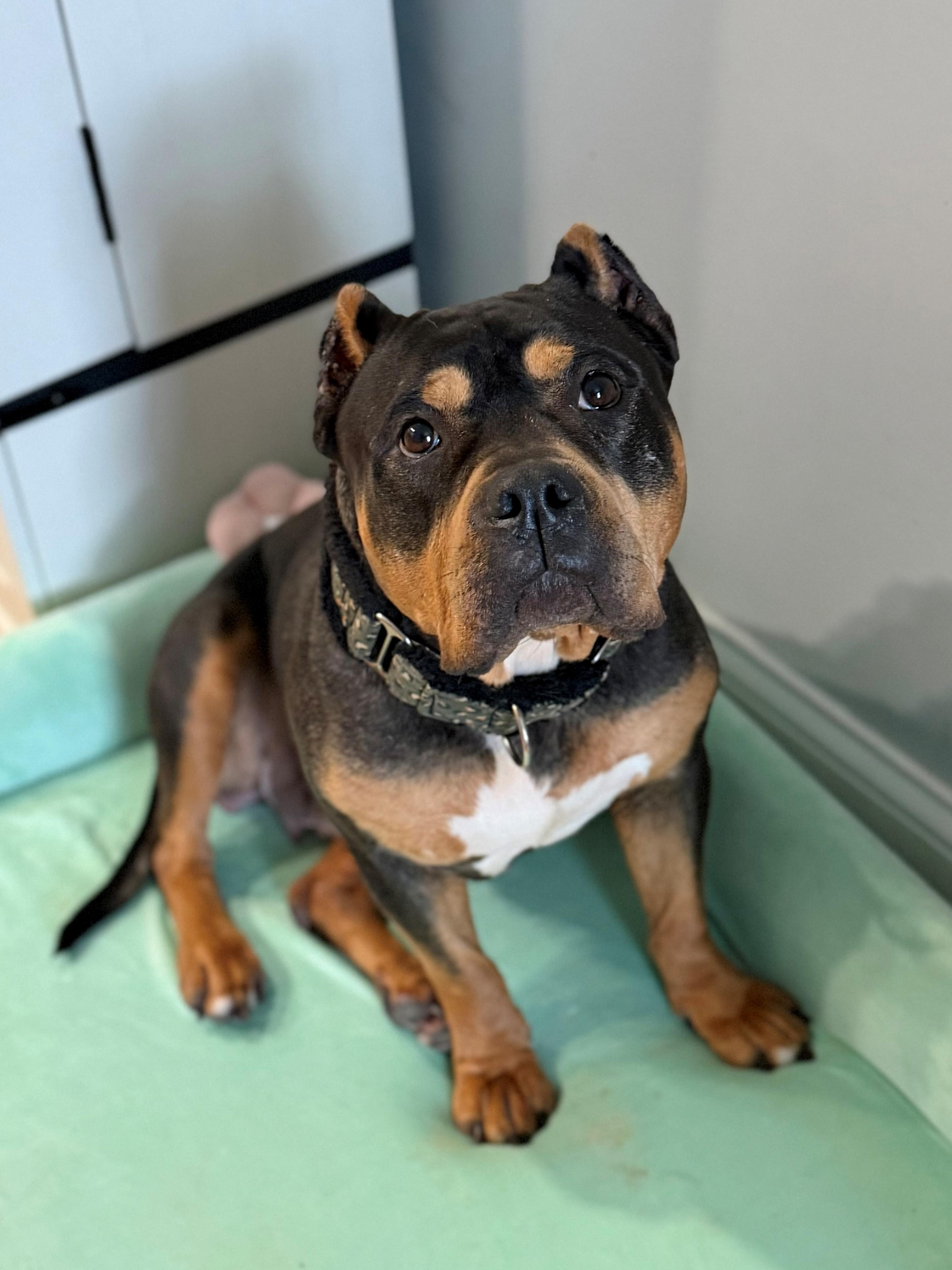 Cozi, adopted, Adult Female American Bully.