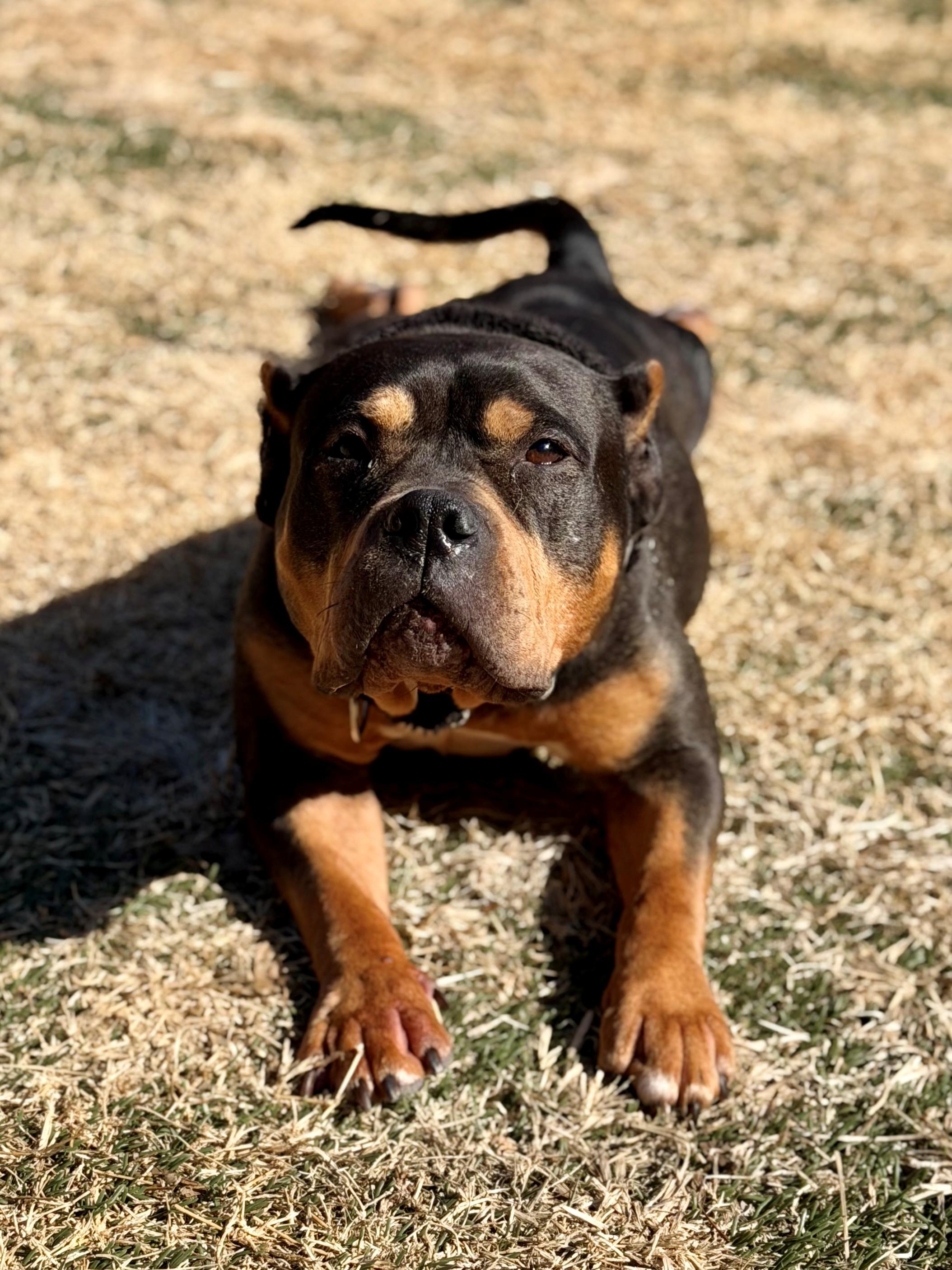 Enlarge Cozi, an adopted American Bully in Des Peres, MO image 5/6