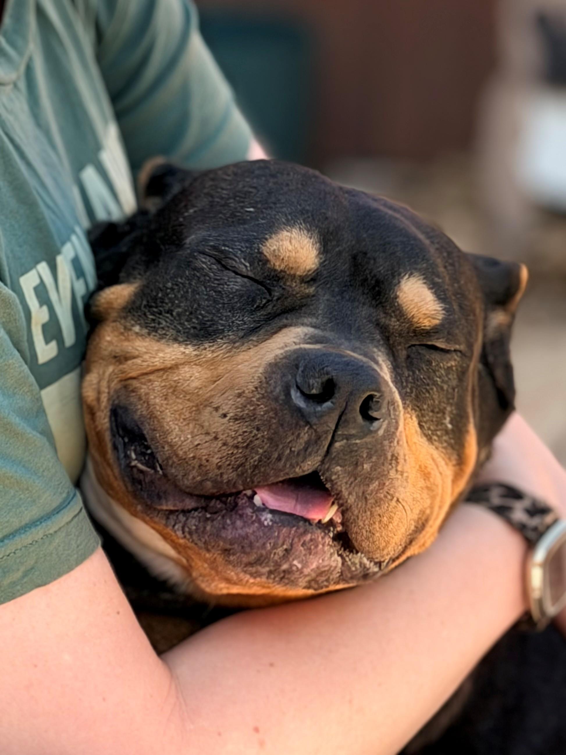 Enlarge Cozi, an adopted American Bully in Des Peres, MO image 2/6