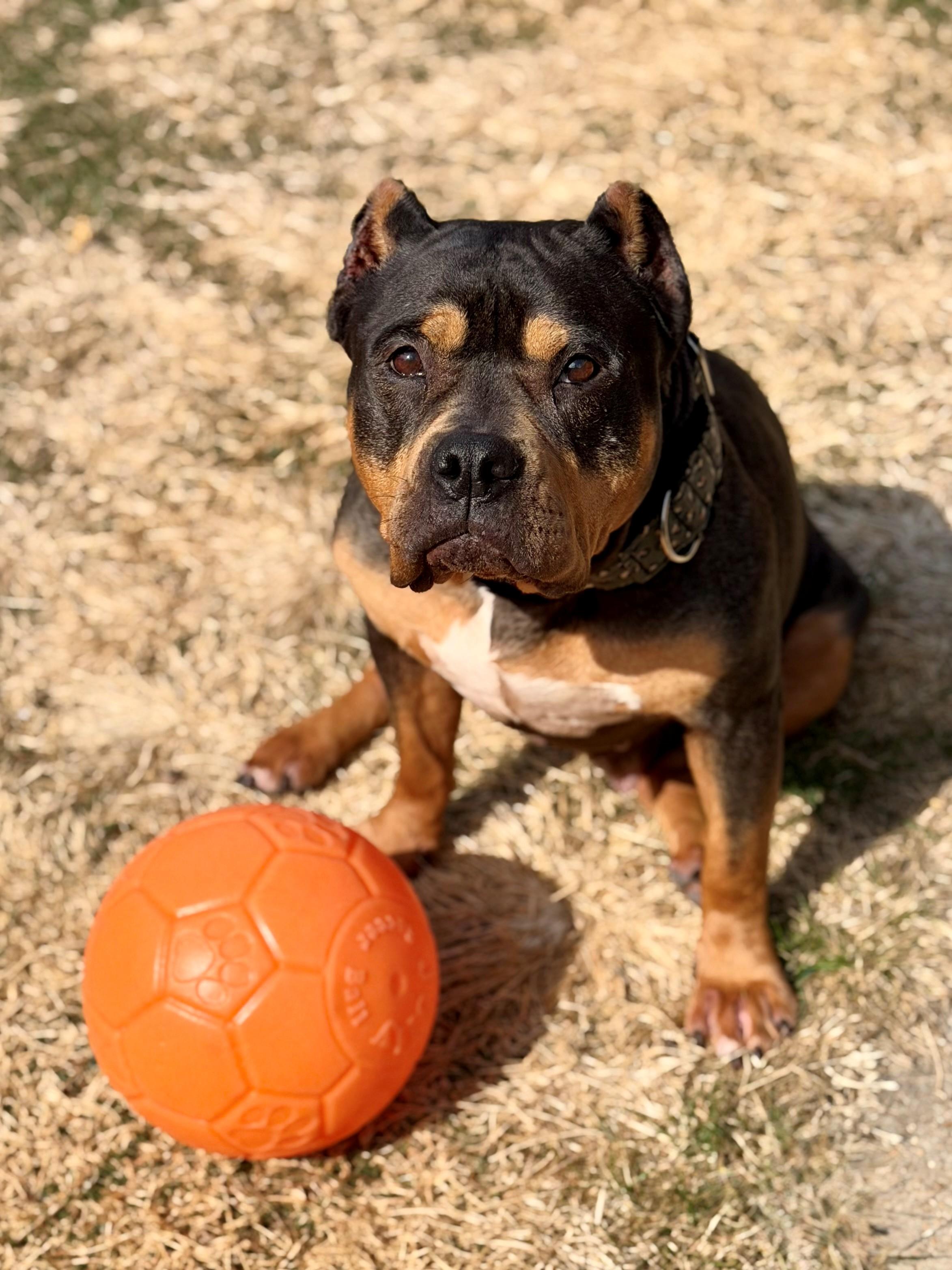 Enlarge Cozi, an adopted American Bully in Des Peres, MO image 3/6