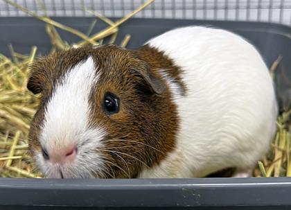 Percy, Adoptable, Adult Male Guinea Pig.