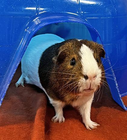 Enlarge Percy, a Adoptable Guinea Pig in Roseville, CA image 2/3