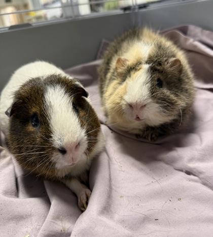 Enlarge Percy, a Adoptable Guinea Pig in Roseville, CA image 3/3