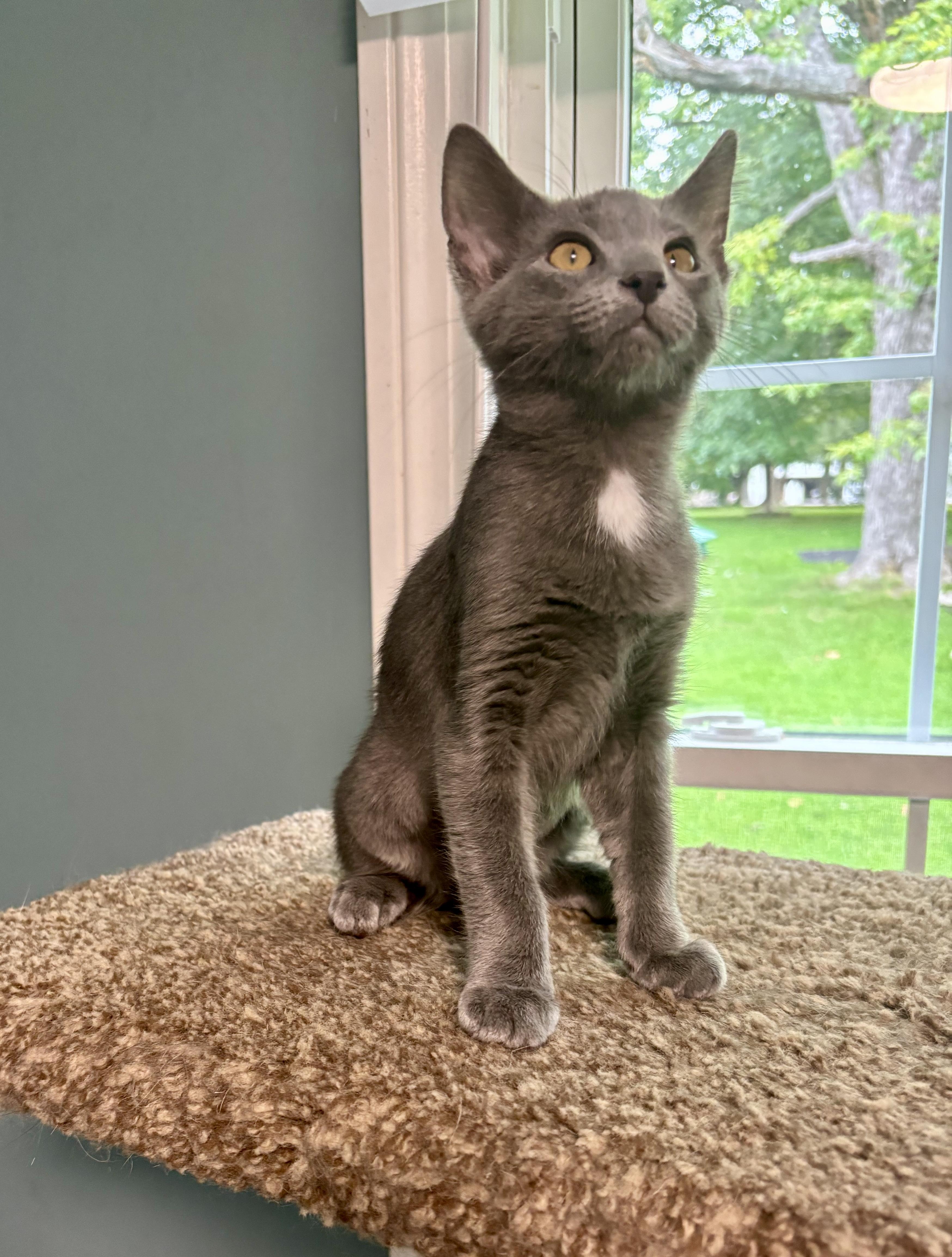 Jesse, Adoptable, Kitten Female Domestic Short Hair.