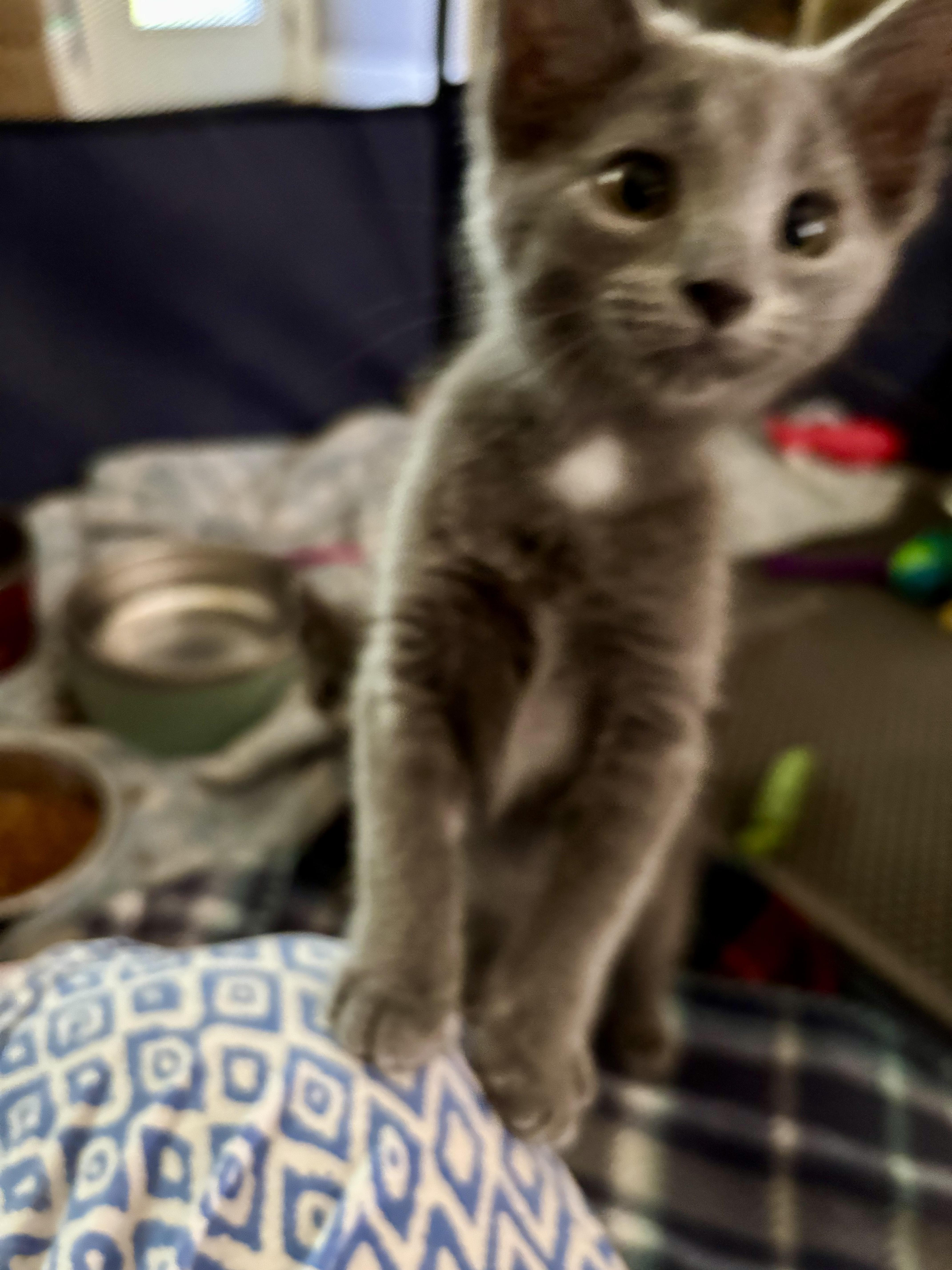 Enlarge Jesse, a Adoptable Domestic Short Hair in Jeffersonville, IN image 2/5