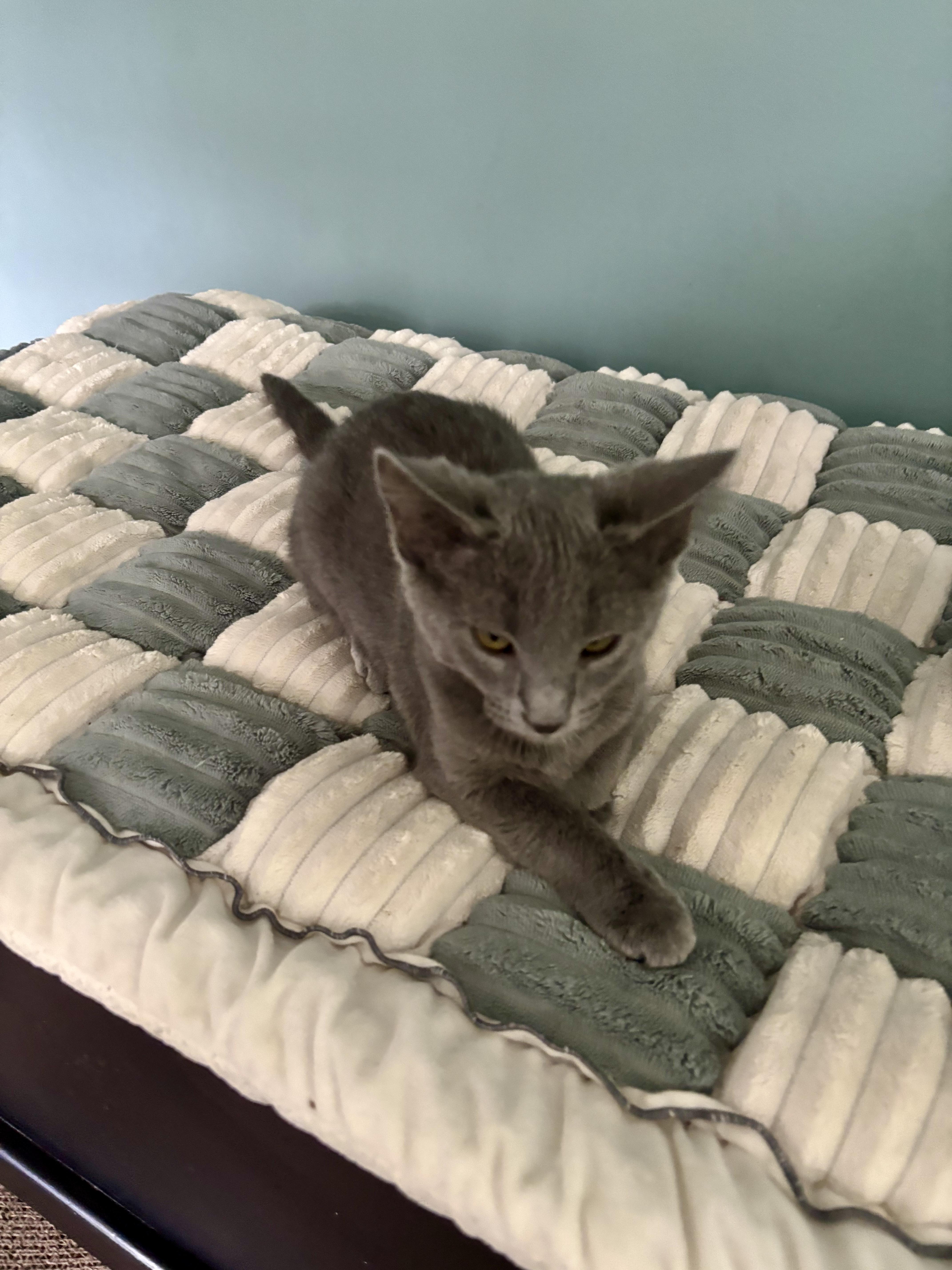 Enlarge Jesse, a Adoptable Domestic Short Hair in Jeffersonville, IN image 4/5