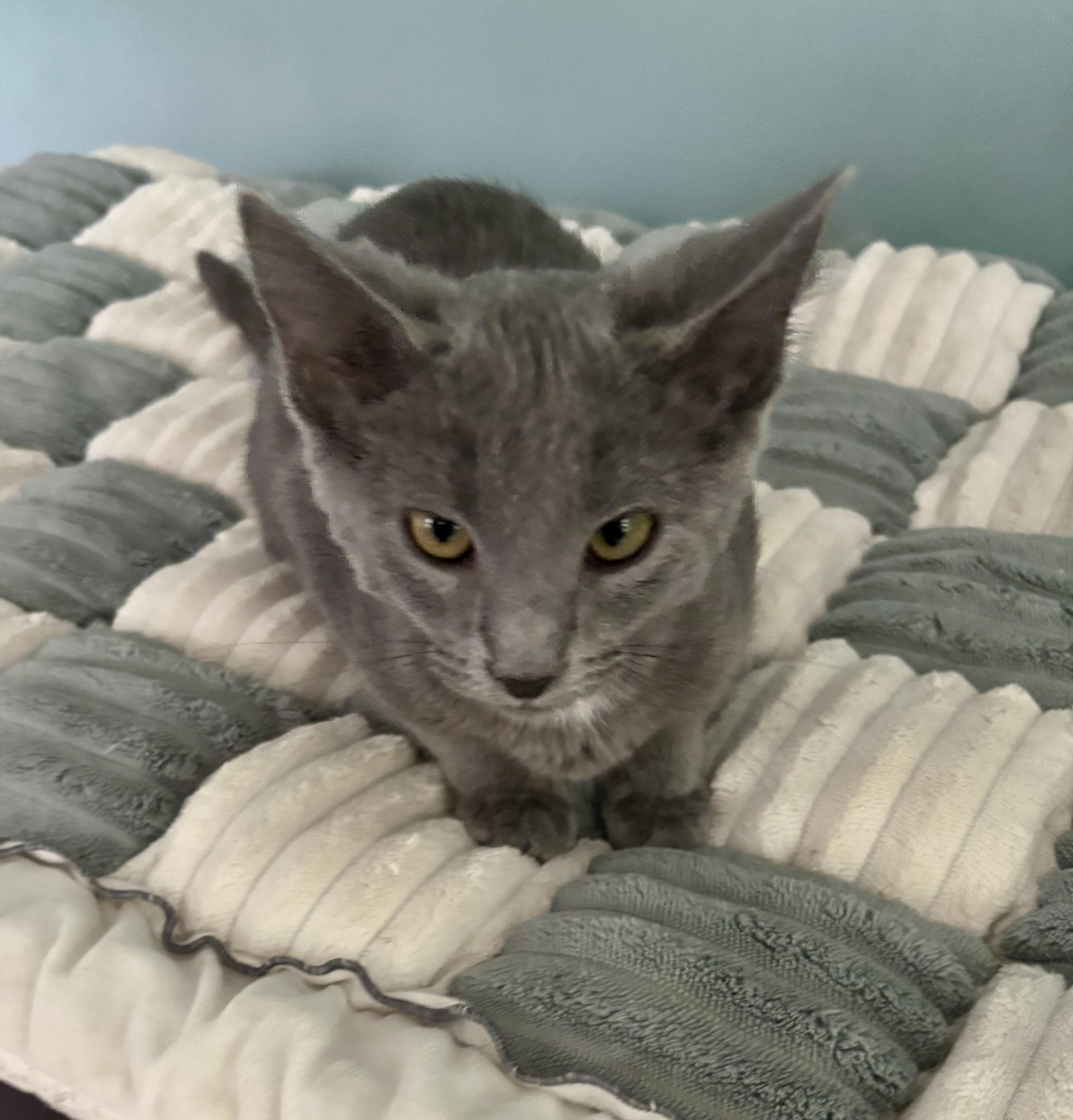 Enlarge Jesse, a Adoptable Domestic Short Hair in Jeffersonville, IN image 3/5