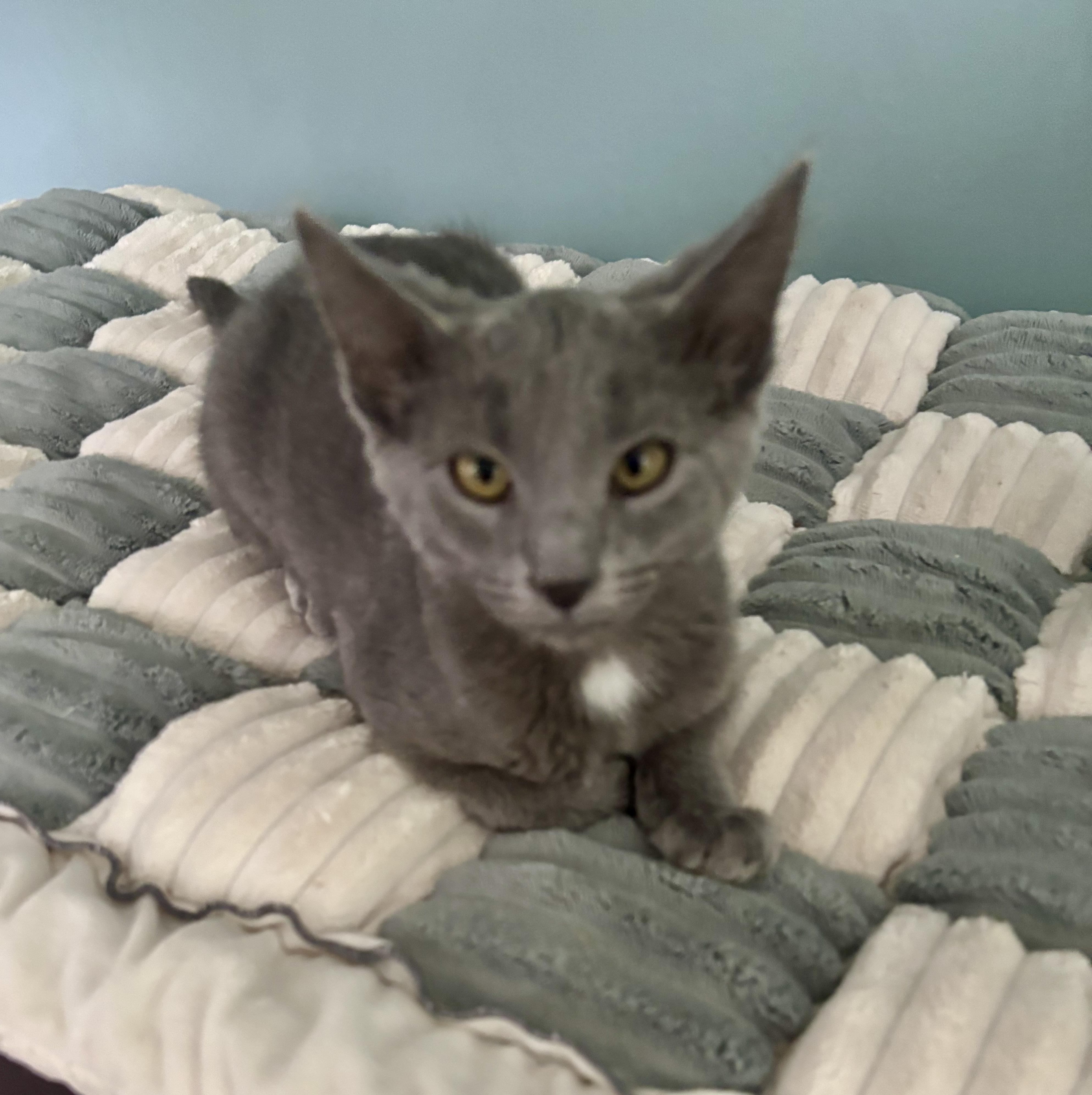 Enlarge Jesse, a Adoptable Domestic Short Hair in Jeffersonville, IN image 5/5