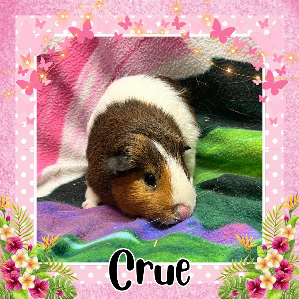 Enlarge Crue, a Adoptable Guinea Pig in Elizabethtown, KY image 1/2