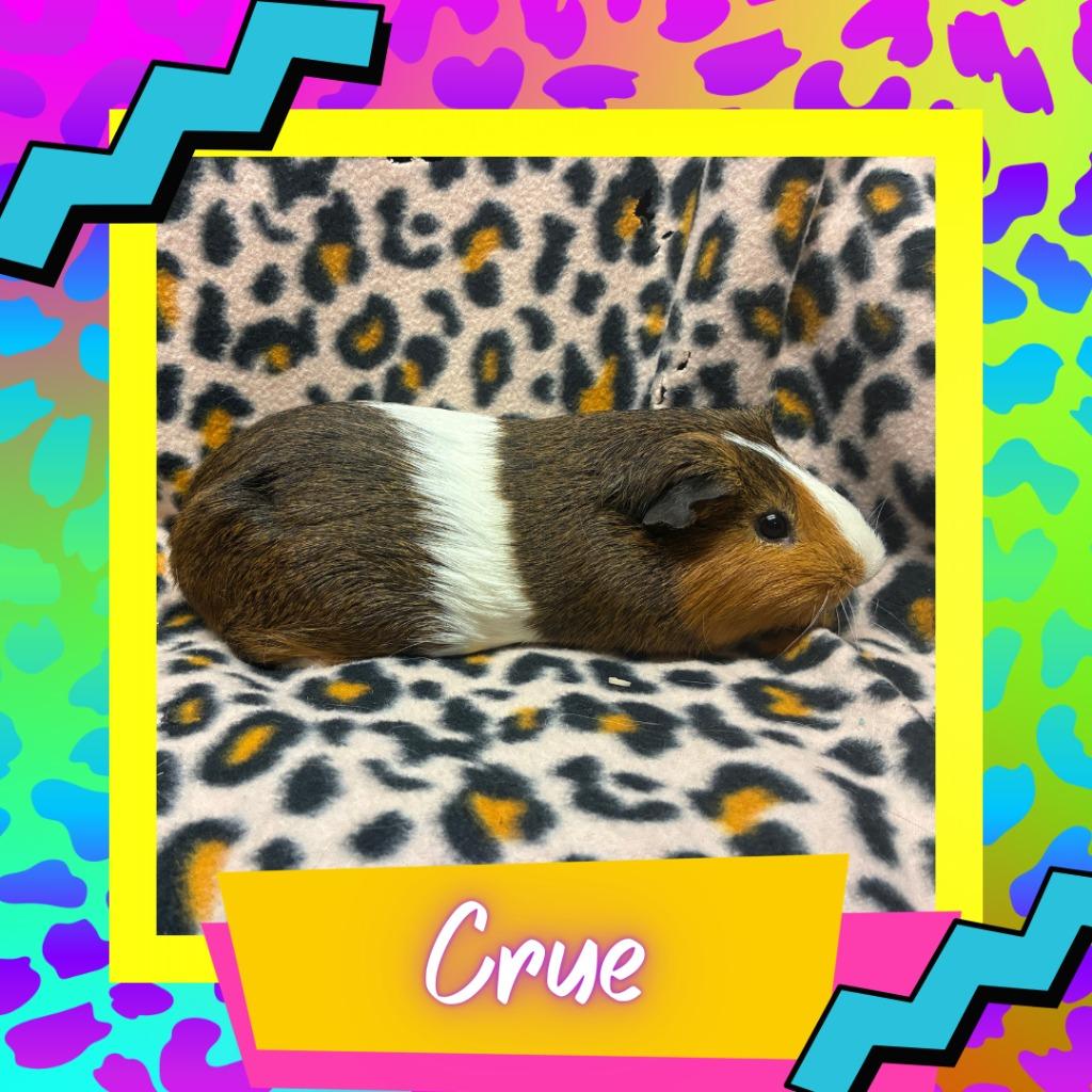 Enlarge Crue, a Adoptable Guinea Pig in Elizabethtown, KY image 2/2
