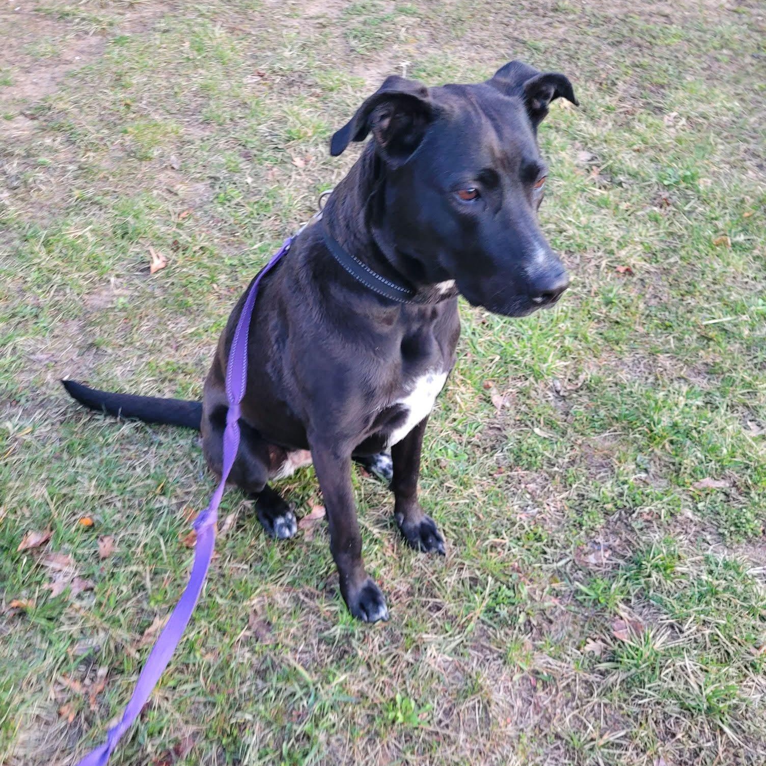 Lola, an adoptable Labrador Retriever, Pit Bull Terrier in Kentwood, MI, 49548 | Photo Image 3