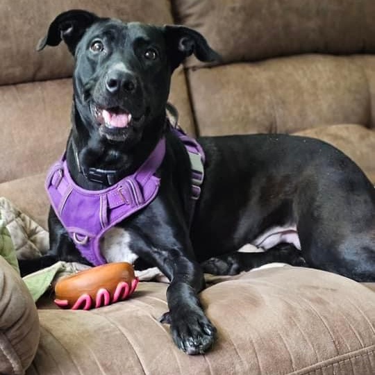 Lola, an adoptable Labrador Retriever, Pit Bull Terrier in Kentwood, MI, 49548 | Photo Image 4