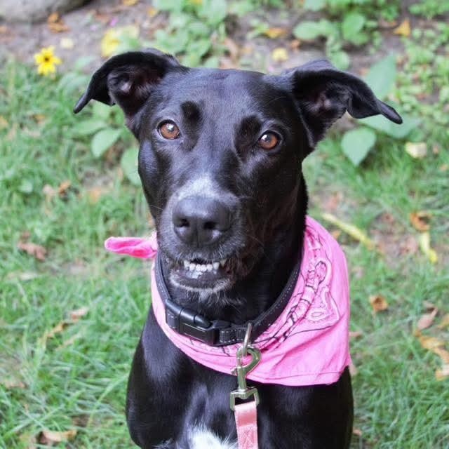 Lola, an adoptable Labrador Retriever, Pit Bull Terrier in Kentwood, MI, 49548 | Photo Image 4