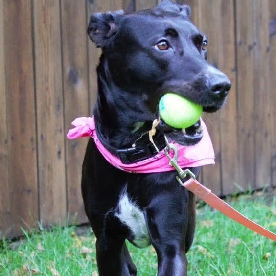 Lola, an adoptable Labrador Retriever, Pit Bull Terrier in Kentwood, MI, 49548 | Photo Image 3
