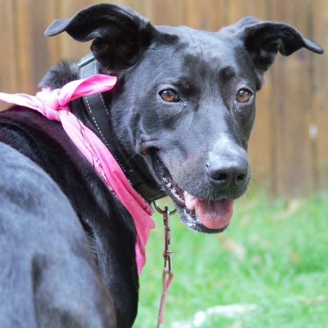 Lola, an adoptable Labrador Retriever, Pit Bull Terrier in Kentwood, MI, 49548 | Photo Image 5