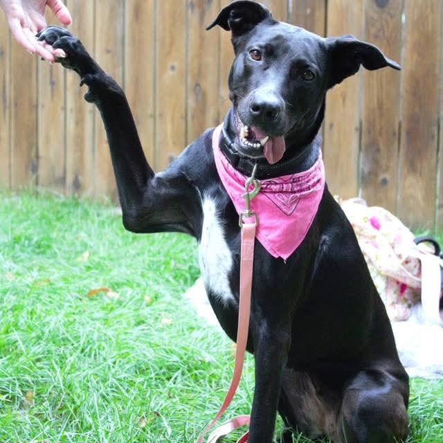 Lola, an adoptable Labrador Retriever, Pit Bull Terrier in Kentwood, MI, 49548 | Photo Image 1
