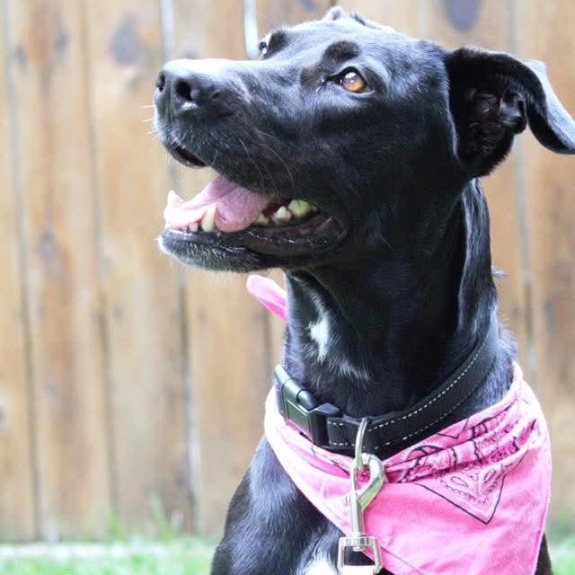 Lola, an adoptable Labrador Retriever, Pit Bull Terrier in Kentwood, MI, 49548 | Photo Image 2
