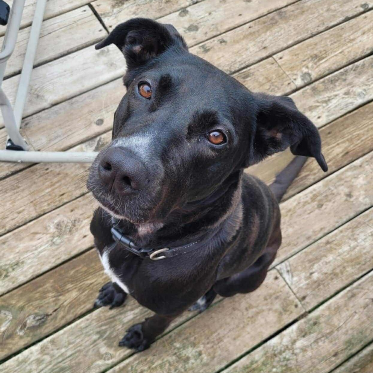 Lola, an adoptable Labrador Retriever, Pit Bull Terrier in Kentwood, MI, 49548 | Photo Image 1