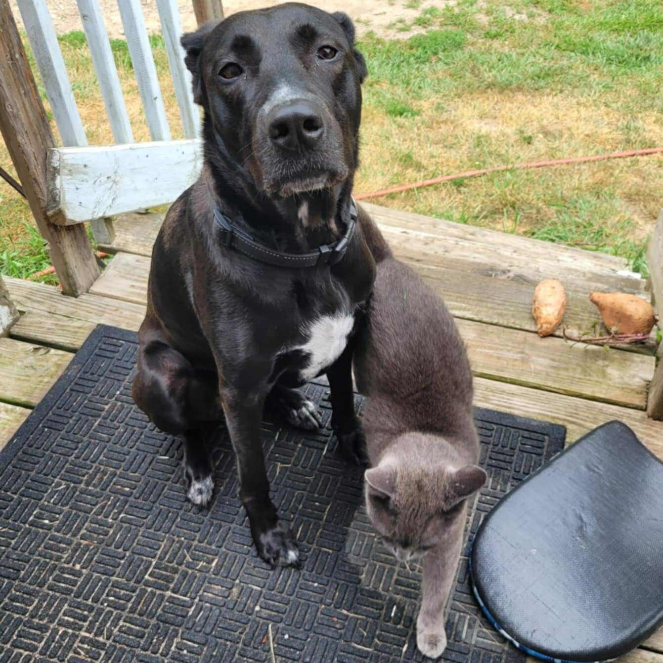 Lola, an adoptable Labrador Retriever, Pit Bull Terrier in Kentwood, MI, 49548 | Photo Image 2