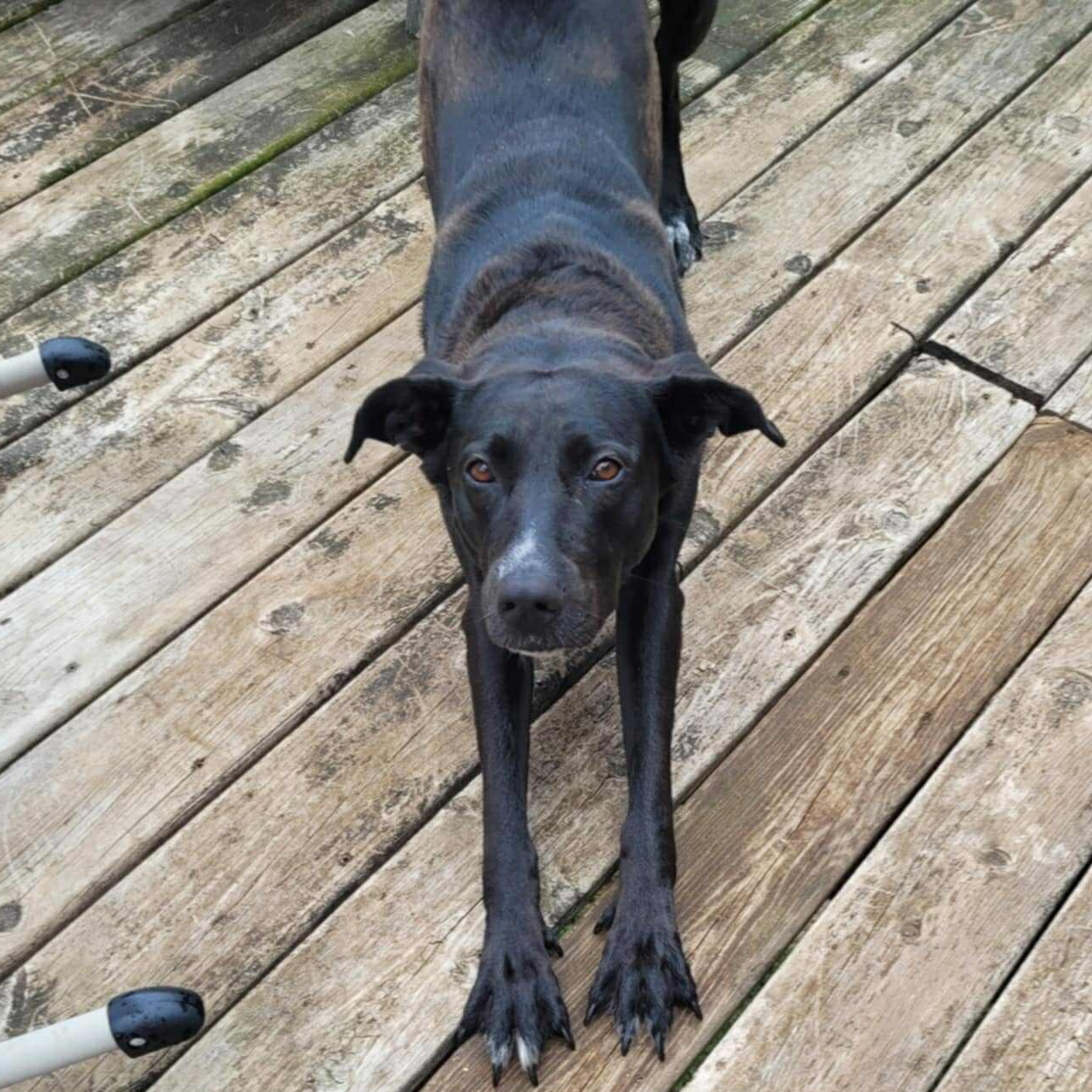 Lola, an adoptable Labrador Retriever, Pit Bull Terrier in Kentwood, MI, 49548 | Photo Image 6