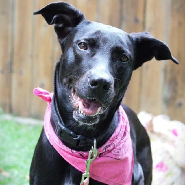 Lola, an adoptable Labrador Retriever, Pit Bull Terrier in Kentwood, MI, 49548 | Photo Image 6