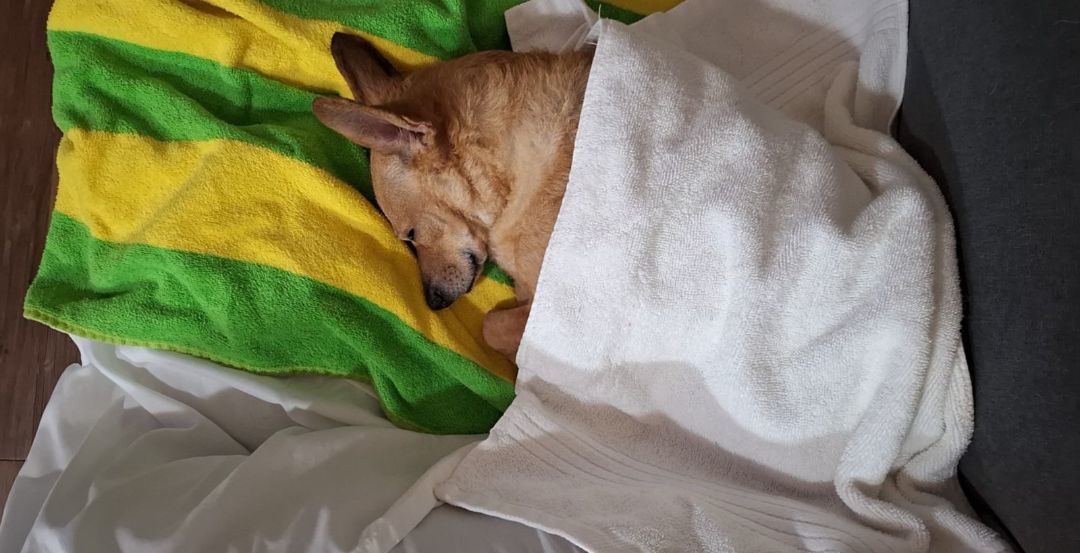 Chicken, Adoptable, Adult Male Chihuahua & Dachshund.