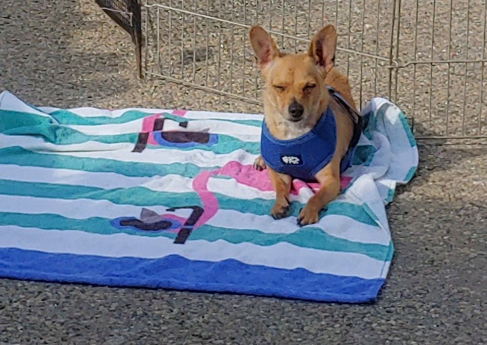 Chicken, a Adoptable mixed breed in Santa Ana, CA image 2/3