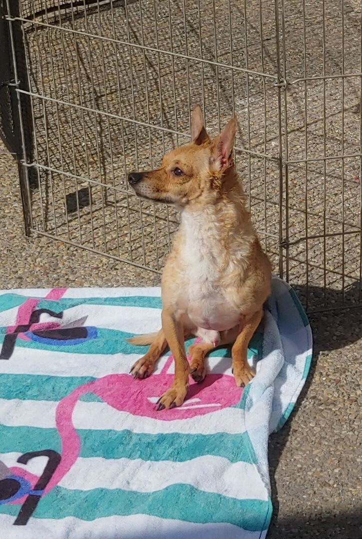 Chicken, a Adoptable mixed breed in Santa Ana, CA image 3/3