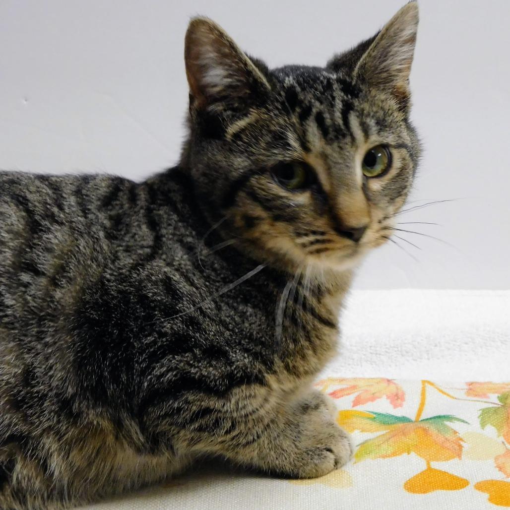 Carson, Adoptable, Kitten Male Domestic Short Hair.
