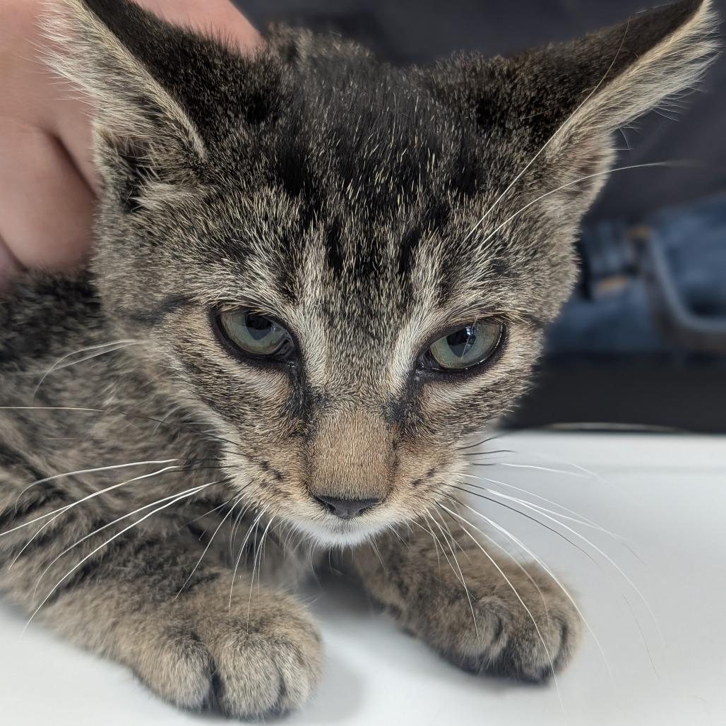 Carson, a Adoptable Domestic Short Hair in St. Peters, MO image 2/6