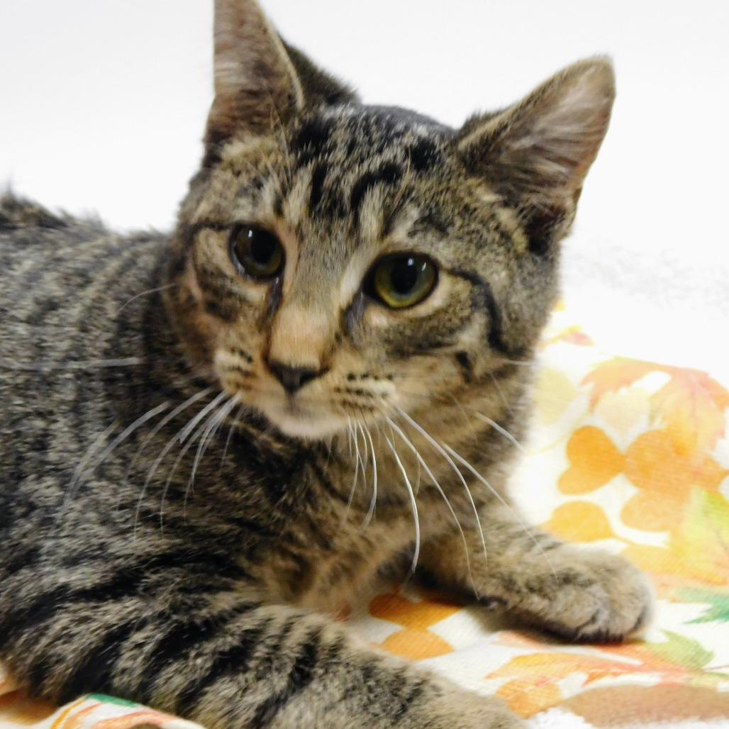 Carson, a Adoptable Domestic Short Hair in St. Peters, MO image 3/6