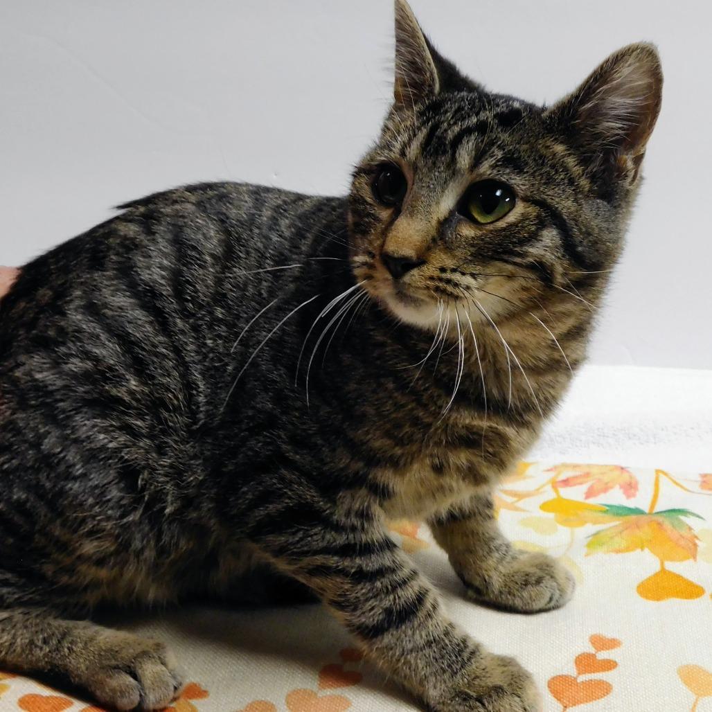 Carson, a Adoptable Domestic Short Hair in St. Peters, MO image 4/6