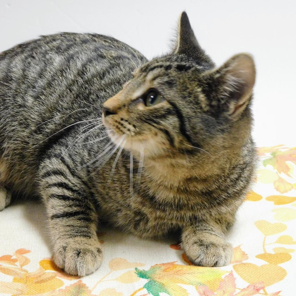 Carson, a Adoptable Domestic Short Hair in St. Peters, MO image 5/6