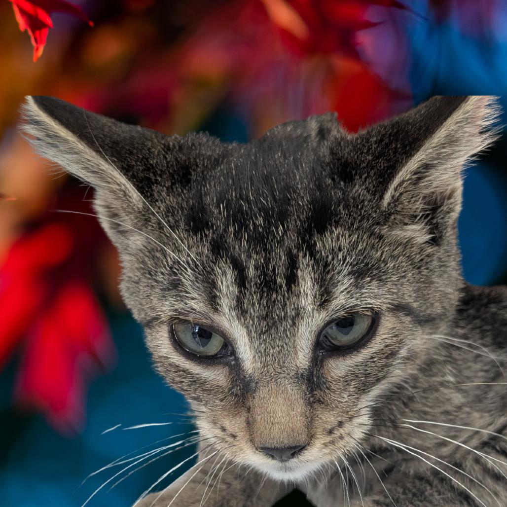 Carson, a Adoptable Domestic Short Hair in St. Peters, MO image 6/6
