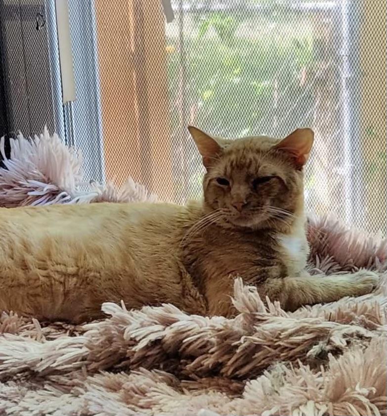 Big Foot, a Adoptable Domestic Short Hair in Columbia, SC image 1/2