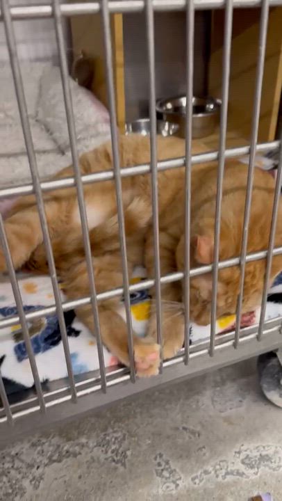 Enlarge Big Foot, a Adoptable Domestic Short Hair in Columbia, SC video 2/2